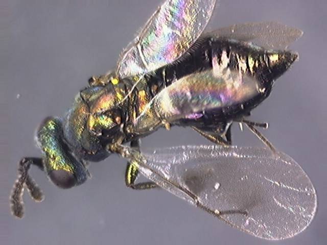 Pteromalidae 10